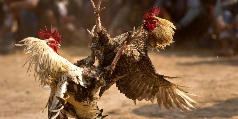 💡 Điểm nổi bật trong sảnh đá gà GO8